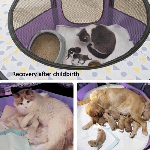 Misam Cat Pregnant Room